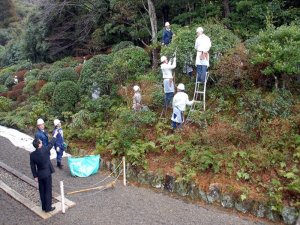 伊勢神宮献納行事 神宮司廰・庭木手入れ