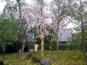 伊勢神宮に仙台シダレザクラを献木