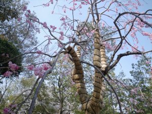 伊勢神宮に仙台シダレザクラを献木