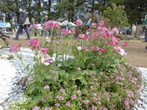 第71回西公園　春の大植木市