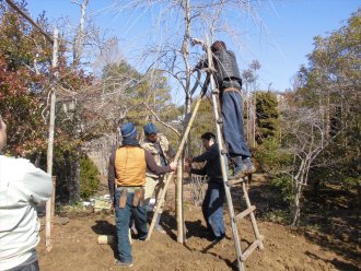 平成30年3月3日_献木シダレザクラの根回し