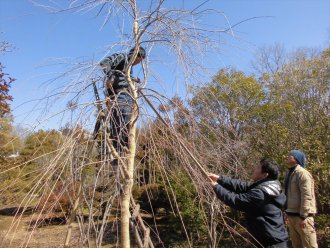 平成30年3月3日_献木シダレザクラの根回し