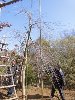 平成30年3月3日_献木シダレザクラの根回し