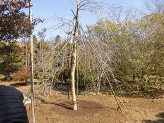 平成30年3月3日_献木シダレザクラの根回し