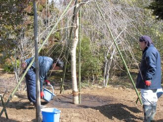 平成30年3月3日_献木シダレザクラの根回し