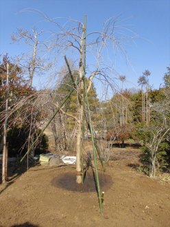 平成30年3月3日_献木シダレザクラの根回し