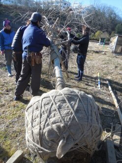 平成31年1月19日_献木シダレザクラのお嫁入り準備_根巻、掘り取り