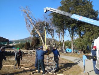 平成31年1月19日_献木シダレザクラのお嫁入り準備_根巻、掘り取り